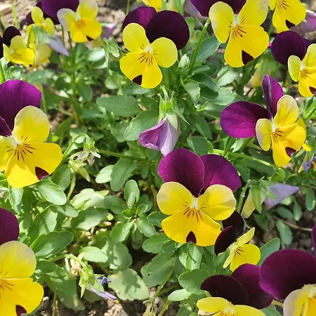 Πανσιόν Pansion Preza 4*