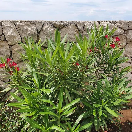 Pansion Preza Gasthuis Selce