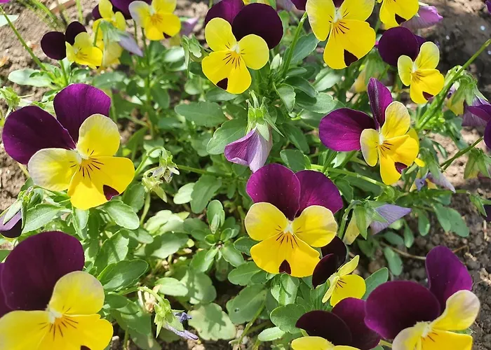 Guest house Pansion Preza 4*